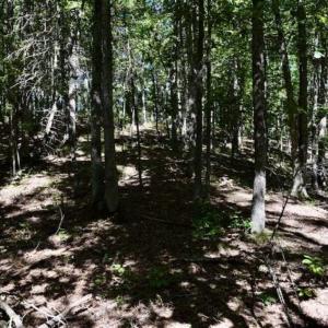Photo of SOLD!!  55 Acres of Hunting and Recreational Land For Sale in Alleghany County VA!