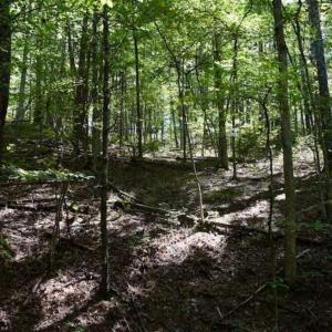 Photo of SOLD!!  55 Acres of Hunting and Recreational Land For Sale in Alleghany County VA!