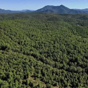 Photo of SOLD!!  55 Acres of Hunting and Recreational Land For Sale in Alleghany County VA!
