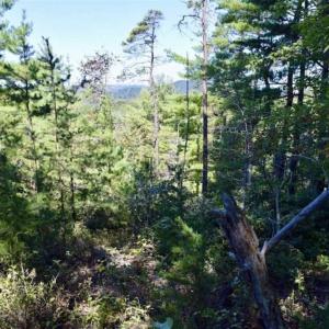 Photo of SOLD!!  55 Acres of Hunting and Recreational Land For Sale in Alleghany County VA!