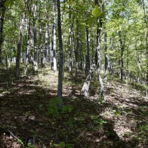 Photo of SOLD!!  55 Acres of Hunting and Recreational Land For Sale in Alleghany County VA!