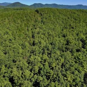 Photo of SOLD!!  55 Acres of Hunting and Recreational Land For Sale in Alleghany County VA!