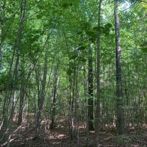 Photo of SOLD!!  7.6 Acres of Residential Land For Sale in Franklin County NC!