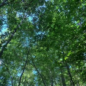 Photo of SOLD!!  7.6 Acres of Residential Land For Sale in Franklin County NC!