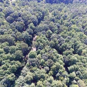 Photo of 35.57 Acres of Recreational and Hunting Land For Sale in Bedford County VA!