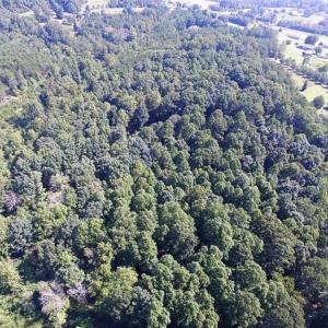 Photo of 35.57 Acres of Recreational and Hunting Land For Sale in Bedford County VA!