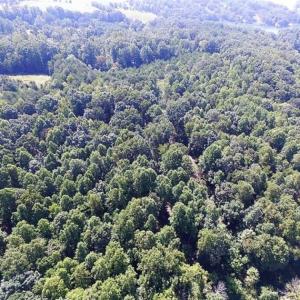 Photo of 35.57 Acres of Recreational and Hunting Land For Sale in Bedford County VA!