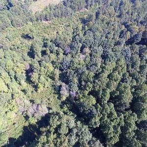 Photo of 35.57 Acres of Recreational and Hunting Land For Sale in Bedford County VA!