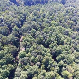 Photo of 35.57 Acres of Recreational and Hunting Land For Sale in Bedford County VA!