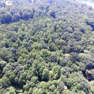 Photo of 35.57 Acres of Recreational and Hunting Land For Sale in Bedford County VA!