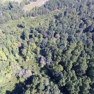 Photo of 35.57 Acres of Recreational and Hunting Land For Sale in Bedford County VA!