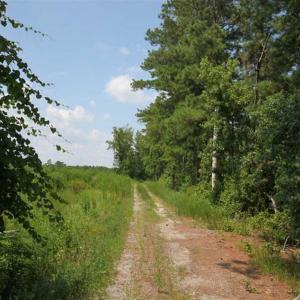 Photo of 378 Acres of Timber and Hunting Land For Sale in Wilson County NC!