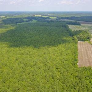 Photo of 378 Acres of Timber and Hunting Land For Sale in Wilson County NC!