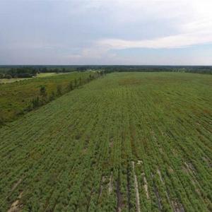 Photo of 348 Acres of Timber and Hunting Land For Sale in Duplin County NC!