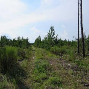 Photo of 233 Acres of Timber and Hunting Land For Sale in Bladen County NC!