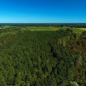 Photo of SOLD!!  97 Acres of Farm and Timber Land For Sale in Columbus County NC!