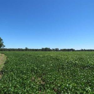 Photo of SOLD!!  97 Acres of Farm and Timber Land For Sale in Columbus County NC!