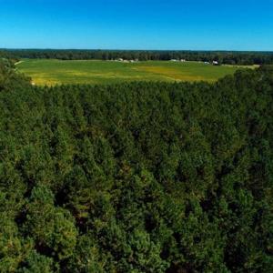 Photo of SOLD!!  97 Acres of Farm and Timber Land For Sale in Columbus County NC!