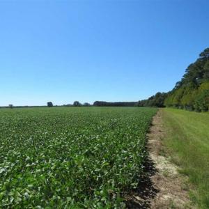 Photo of SOLD!!  97 Acres of Farm and Timber Land For Sale in Columbus County NC!