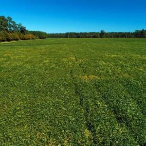 Photo of SOLD!!  97 Acres of Farm and Timber Land For Sale in Columbus County NC!