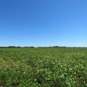 Photo of SOLD!!  97 Acres of Farm and Timber Land For Sale in Columbus County NC!