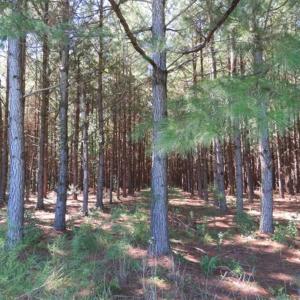 Photo of SOLD!!  97 Acres of Farm and Timber Land For Sale in Columbus County NC!