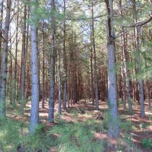 Photo of SOLD!!  97 Acres of Farm and Timber Land For Sale in Columbus County NC!