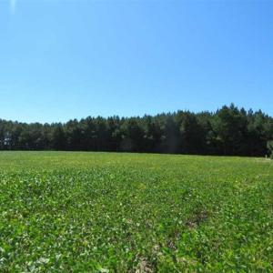 Photo of SOLD!!  97 Acres of Farm and Timber Land For Sale in Columbus County NC!