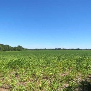Photo of SOLD!!  97 Acres of Farm and Timber Land For Sale in Columbus County NC!
