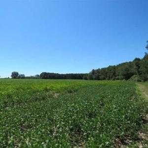 Photo of SOLD!!  97 Acres of Farm and Timber Land For Sale in Columbus County NC!