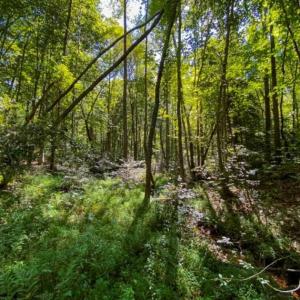 Photo of 40.39 Acres of Farm and Hunting Land with Building Lot for Sale in Stokes County NC!