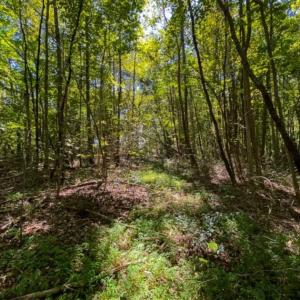 Photo of 37.08 Acres of Farm and Hunting Land for Sale in Stokes County NC!