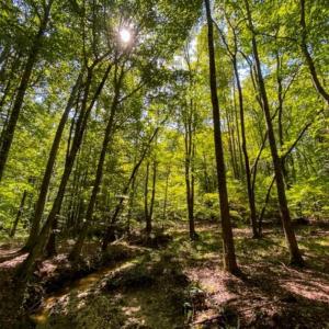 Photo of 37.08 Acres of Farm and Hunting Land for Sale in Stokes County NC!