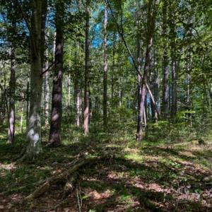 Photo of 37.08 Acres of Farm and Hunting Land for Sale in Stokes County NC!