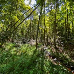Photo of 37.08 Acres of Farm and Hunting Land for Sale in Stokes County NC!