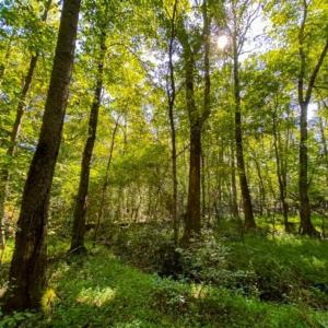 Photo of 37.08 Acres of Farm and Hunting Land for Sale in Stokes County NC!