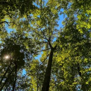 Photo of 37.08 Acres of Farm and Hunting Land for Sale in Stokes County NC!
