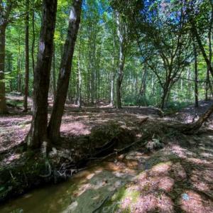 Photo of 37.08 Acres of Farm and Hunting Land for Sale in Stokes County NC!