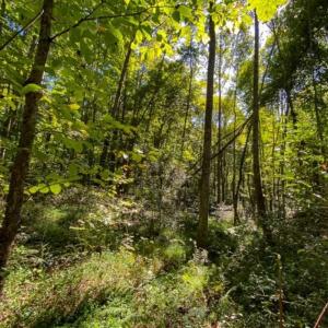 Photo of 37.08 Acres of Farm and Hunting Land for Sale in Stokes County NC!