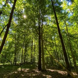 Photo of 37.08 Acres of Farm and Hunting Land for Sale in Stokes County NC!