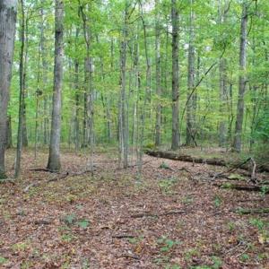 Photo of SOLD!! 95.7 Acres of Timber Land For Sale in Buckingham County VA!
