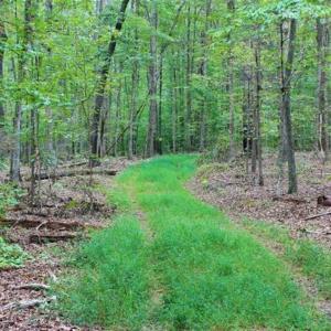 Photo of SOLD!! 95.7 Acres of Timber Land For Sale in Buckingham County VA!