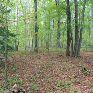 Photo of SOLD!! 95.7 Acres of Timber Land For Sale in Buckingham County VA!