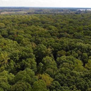 Photo of SOLD!! 95.7 Acres of Timber Land For Sale in Buckingham County VA!