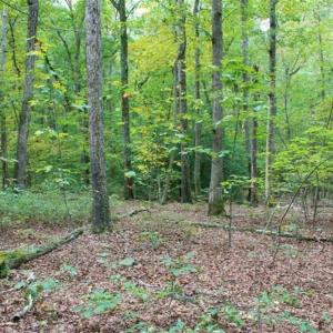 Photo of SOLD!! 95.7 Acres of Timber Land For Sale in Buckingham County VA!