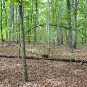 Photo of SOLD!! 95.7 Acres of Timber Land For Sale in Buckingham County VA!