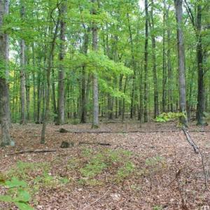 Photo of SOLD!! 95.7 Acres of Timber Land For Sale in Buckingham County VA!