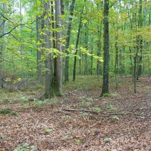 Photo of SOLD!! 95.7 Acres of Timber Land For Sale in Buckingham County VA!