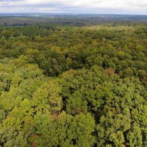 Photo of SOLD!! 95.7 Acres of Timber Land For Sale in Buckingham County VA!
