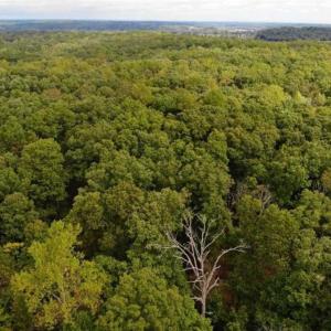 Photo of SOLD!! 95.7 Acres of Timber Land For Sale in Buckingham County VA!